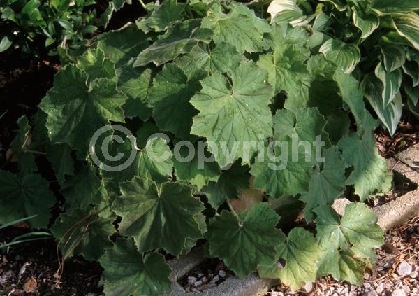 White blooms; Evergreen; North American Native