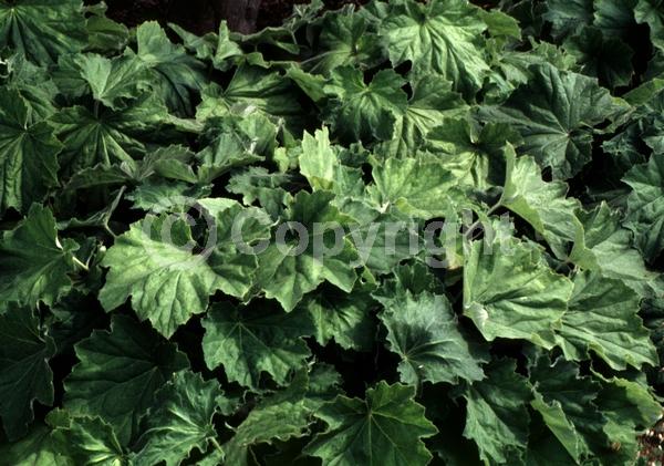 White blooms; Evergreen; North American Native