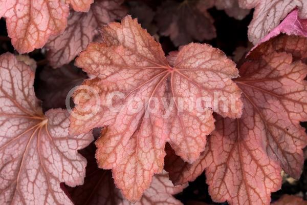White blooms; Evergreen