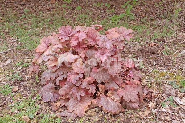 White blooms; Evergreen; North American Native