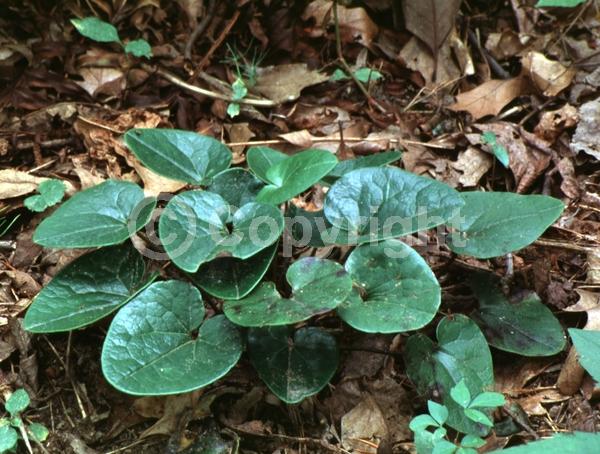 Brown blooms; Evergreen; North American Native