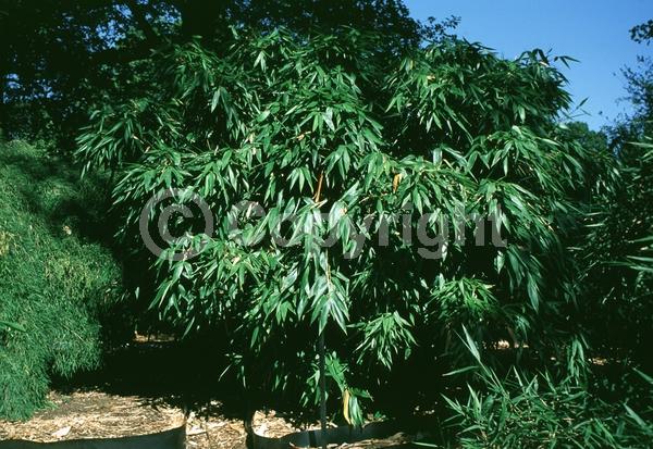 Unknown blooms; Evergreen