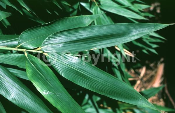 Unknown blooms; Evergreen