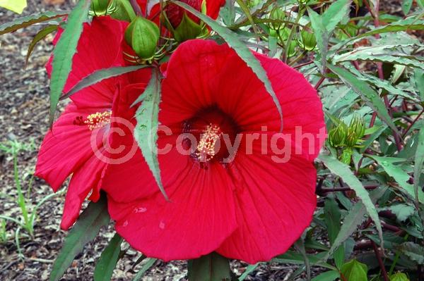 Red blooms; Deciduous