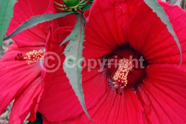 Red blooms; Deciduous