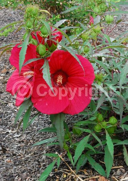 Red blooms; Deciduous