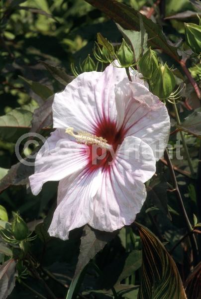 Red blooms; White blooms; Deciduous; 