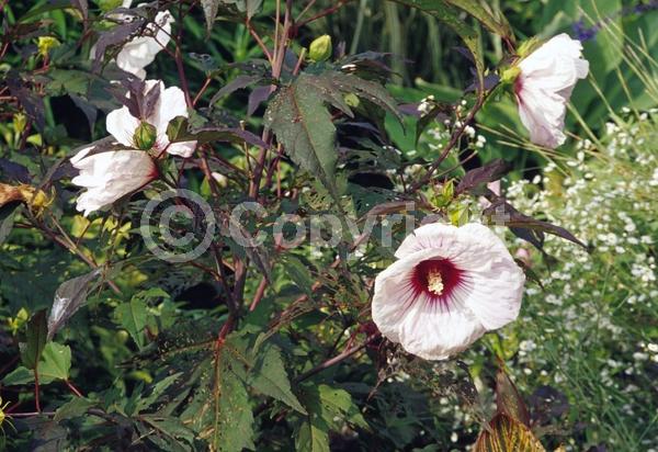 Red blooms; White blooms; Deciduous; 