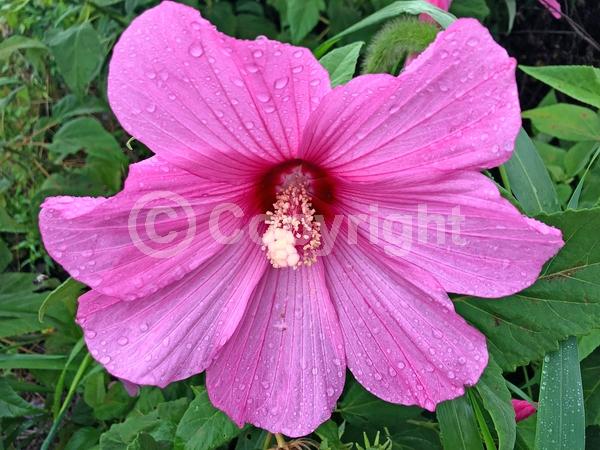 Red blooms; White blooms; Pink blooms; Deciduous; North American Native