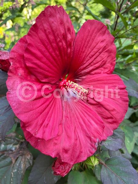 Red blooms; White blooms; Pink blooms; Deciduous; North American Native;Red blooms; White blooms; Pink blooms; Deciduous; North American Native
