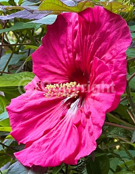 Red blooms; White blooms; Pink blooms; Deciduous; North American Native;Red blooms; White blooms; Pink blooms; Deciduous; North American Native