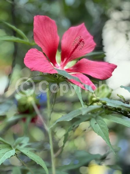 Red blooms; Deciduous; North American Native