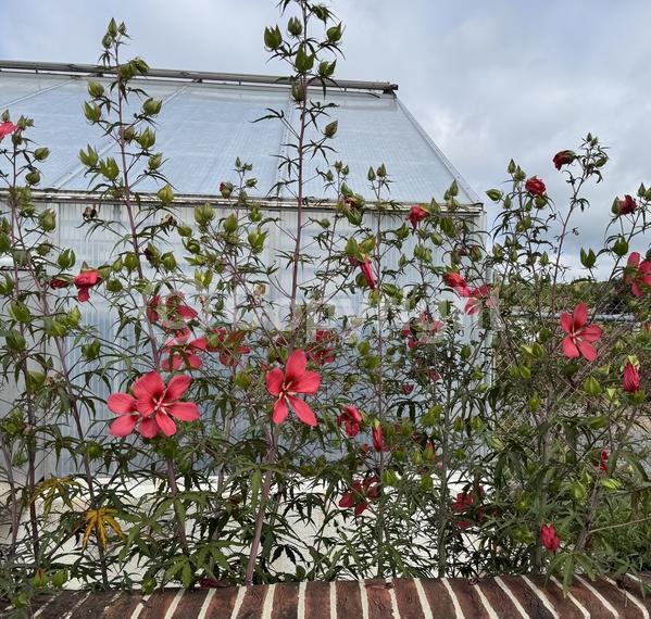 Red blooms; Deciduous; North American Native