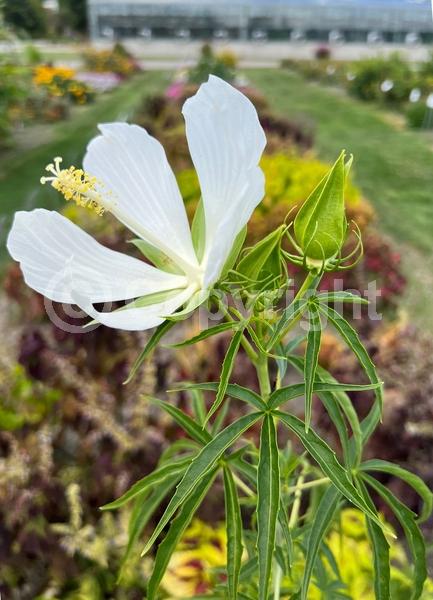 Red blooms; Deciduous; North American Native