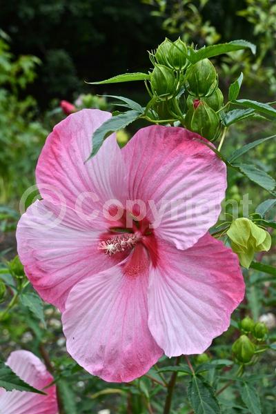 Pink blooms; Deciduous; 