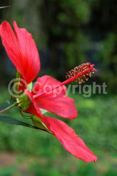 Red blooms; Deciduous; North American Native