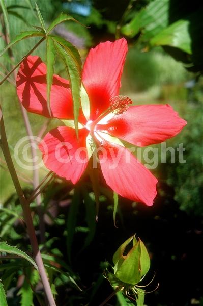 Red blooms; Deciduous; North American Native