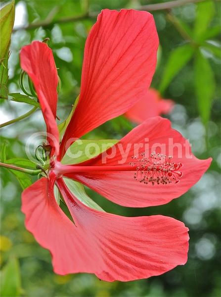 Red blooms; Deciduous; North American Native