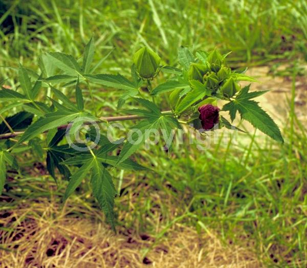 Red blooms; Deciduous; North American Native