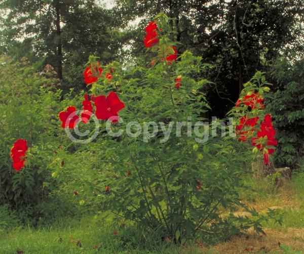 Red blooms; Deciduous; North American Native