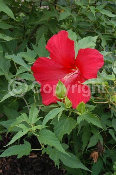 Red blooms; Deciduous; North American Native