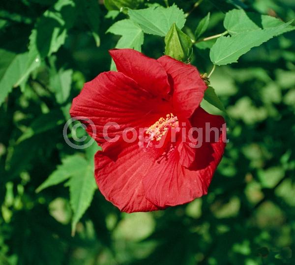 Red blooms; Deciduous; North American Native