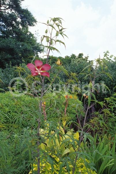 Red blooms; Deciduous; North American Native