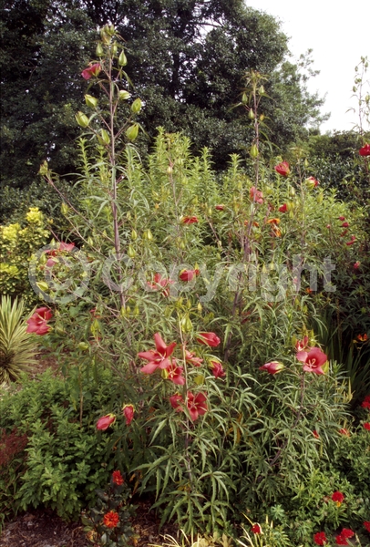 Red blooms; Deciduous; North American Native