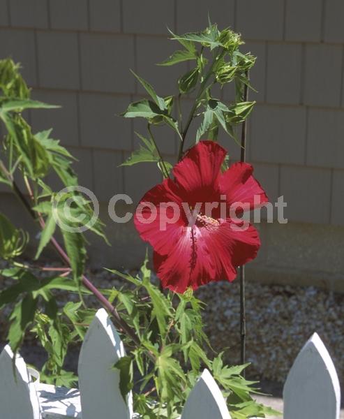 Red blooms; Deciduous; North American Native
