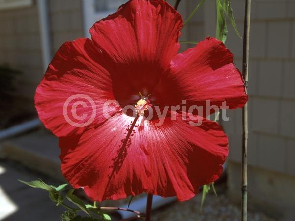 Red blooms; Deciduous; North American Native