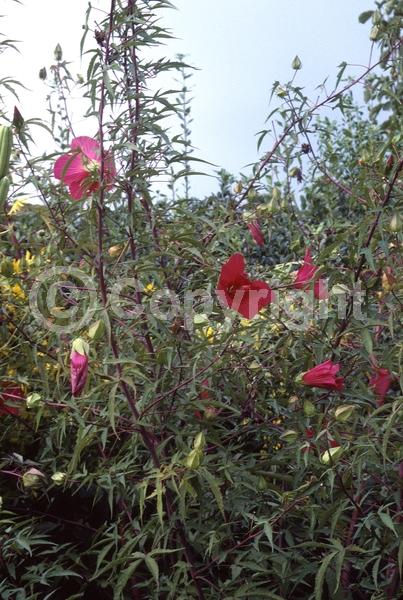 Red blooms; Deciduous; North American Native