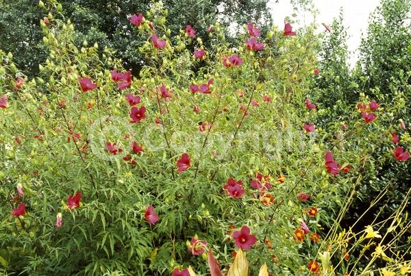 Red blooms; Deciduous; North American Native