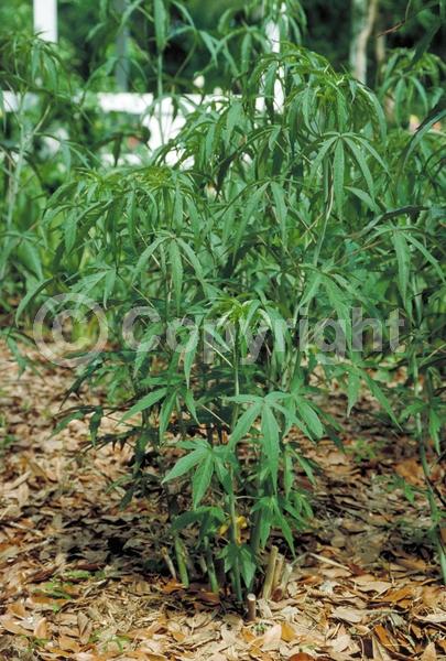 Red blooms; Deciduous; North American Native