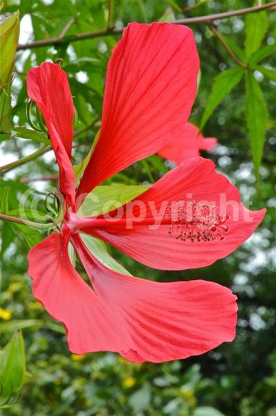 Red blooms; Deciduous; North American Native