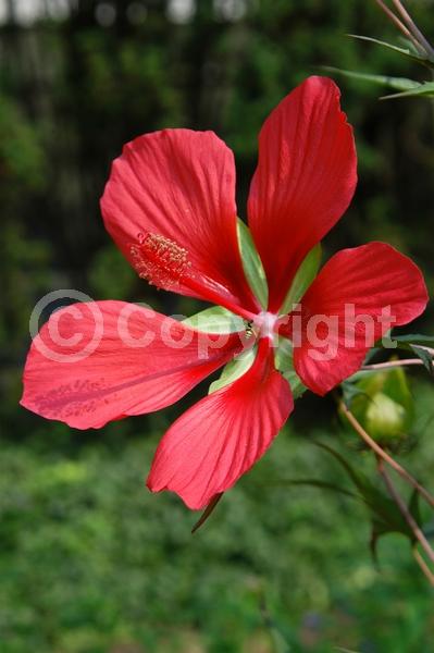 Red blooms; Deciduous; North American Native