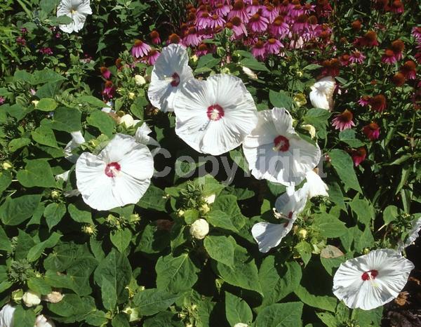 White blooms; Deciduous; North American Native