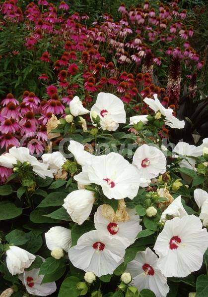 White blooms; Deciduous; North American Native