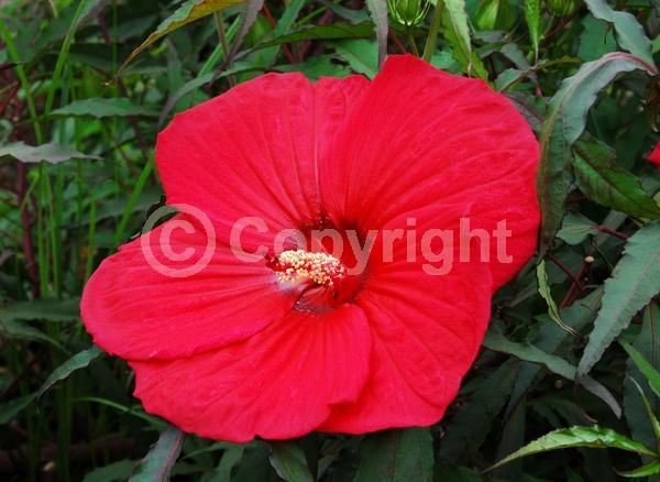 Red blooms; Deciduous