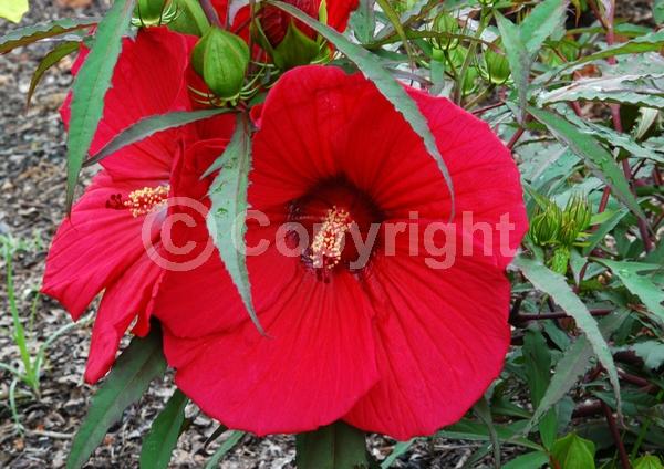 Red blooms; Deciduous