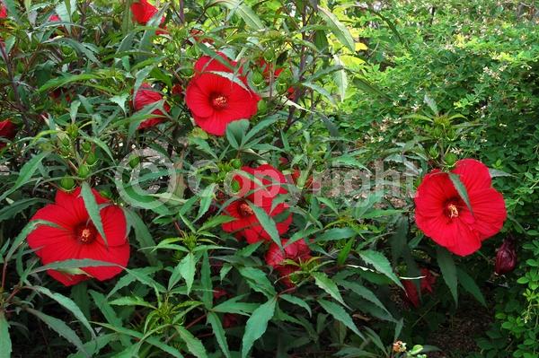 Red blooms; Deciduous