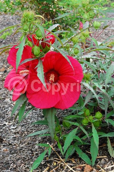 Red blooms; Deciduous