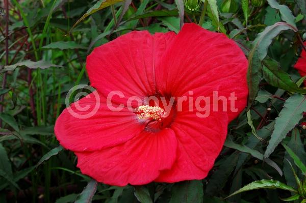 Red blooms; Deciduous