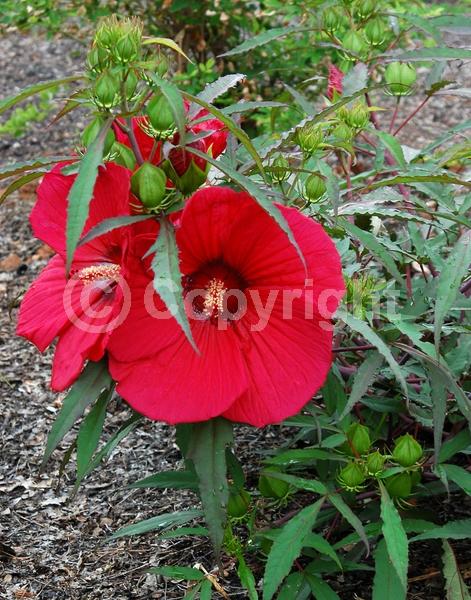 Red blooms; Deciduous