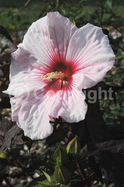 Red blooms; White blooms; Deciduous; 