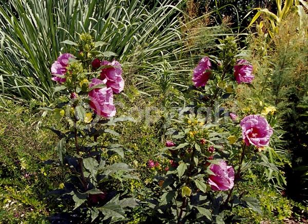 Purple blooms; Deciduous; North American Native