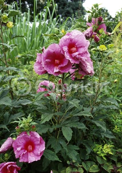 Purple blooms; Deciduous; North American Native
