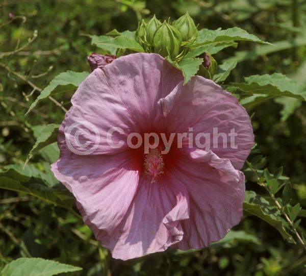 Purple blooms; Deciduous; North American Native