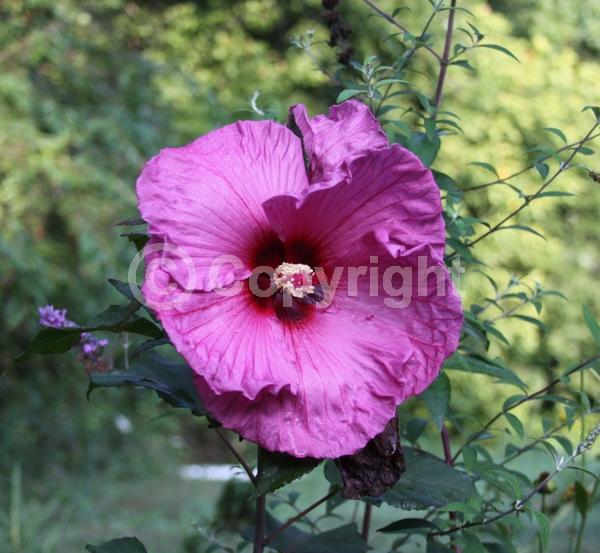 Purple blooms; Deciduous; North American Native