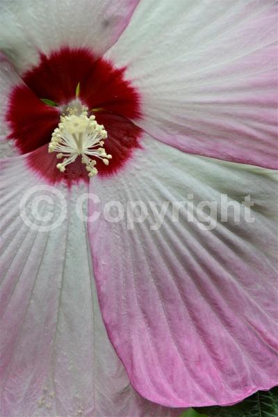 Red blooms; White blooms; Pink blooms; Deciduous; North American Native