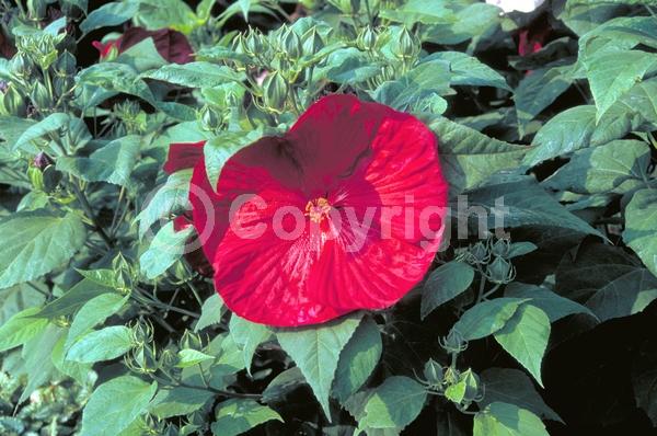 Red blooms; White blooms; Pink blooms; Deciduous; North American Native